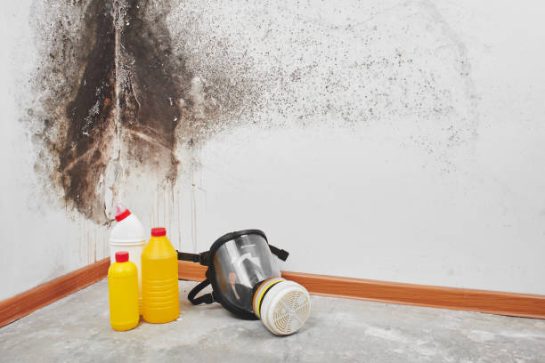 Best Crawl Space Mold Remediation in Chaffee, MO