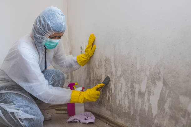 Best Post-Flood Mold Remediation in Chaffee, MO