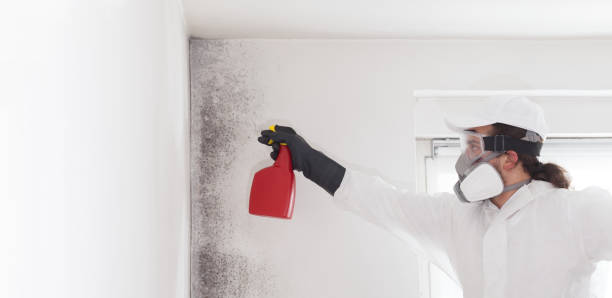 Best Mold Remediation for Specific Building Types in Chaffee, MO