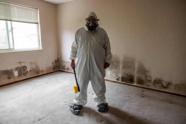Best Black Mold Remediation in Chaffee, MO