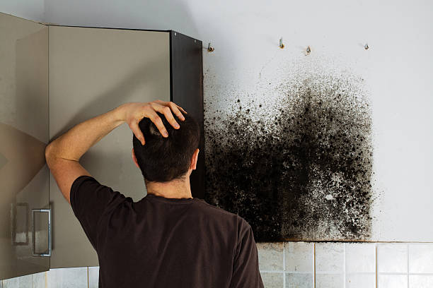 Best Bathroom Mold Remediation in Chaffee, MO